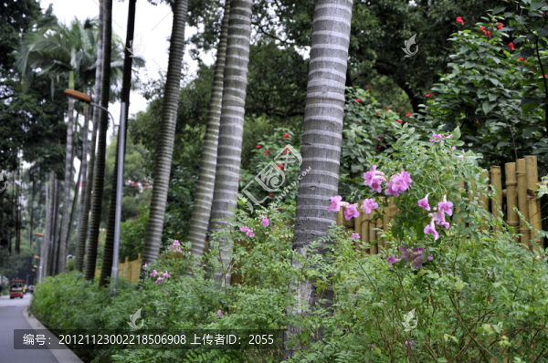 流花湖公園的竹籬笆