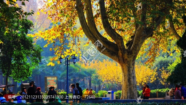 園林景觀
