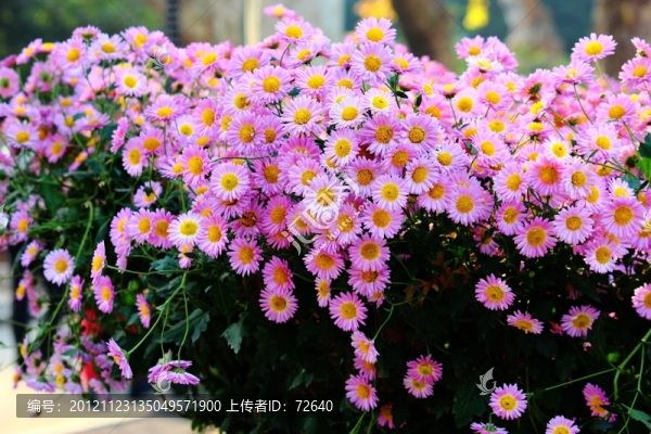 菊花