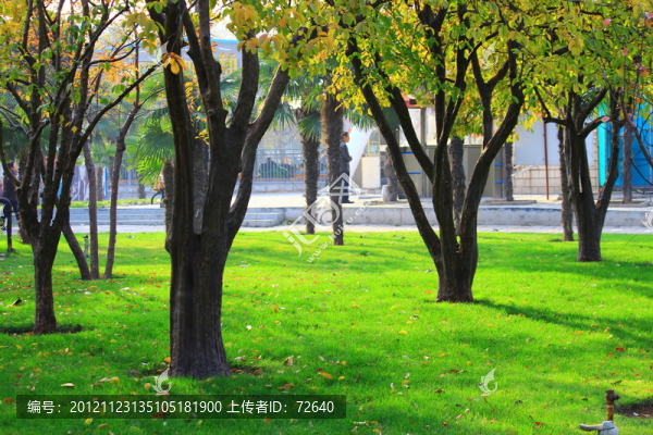 草坪