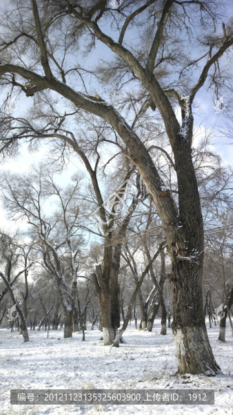 冬雪