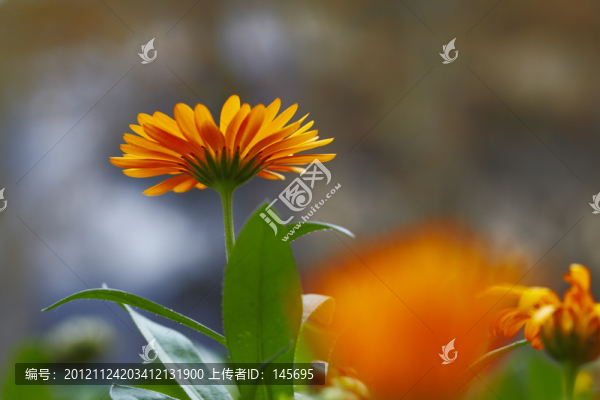 黃花