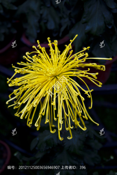 菊花