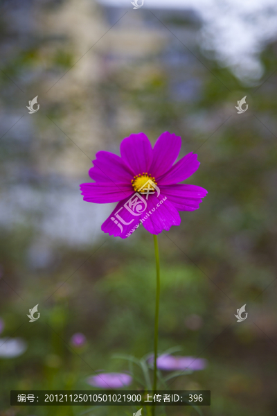 紅色波斯菊