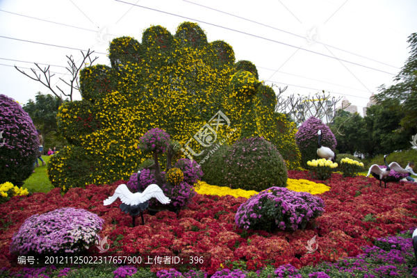 菊花展