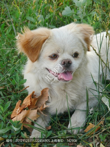 寵物犬