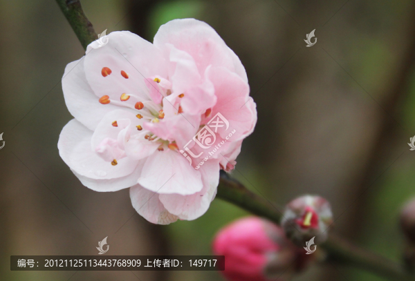 粉色桃花