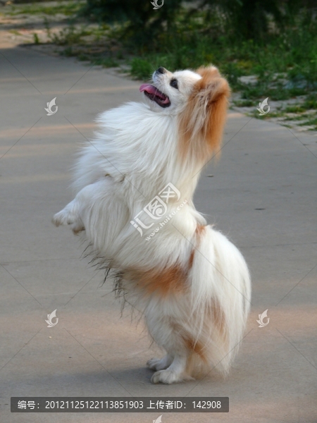 寵物犬
