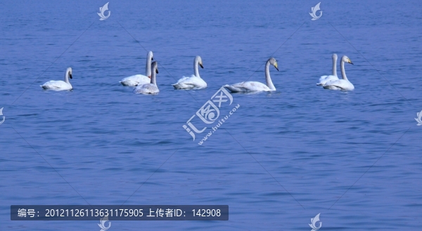 天鵝