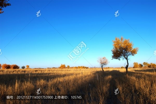 胡楊地