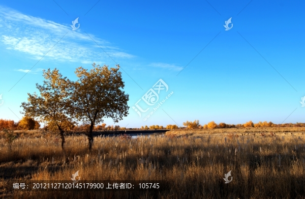 胡楊的早晨