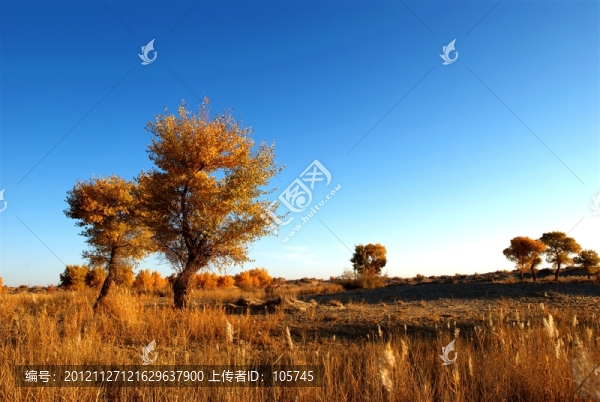 胡楊的早晨