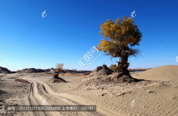 沙漠胡楊
