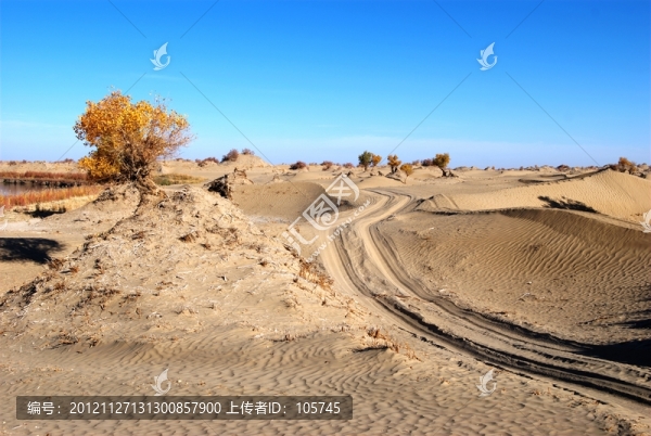 沙漠胡楊