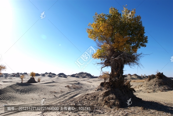 沙漠胡楊