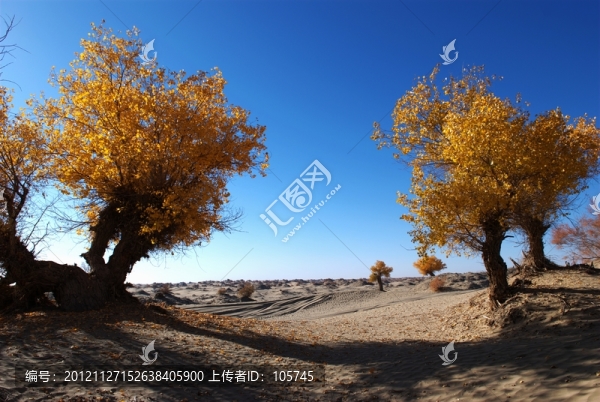 胡楊秋色