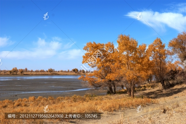 克里雅河秋色