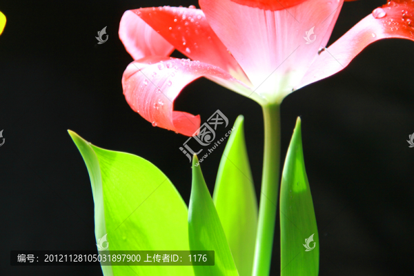 郁金香