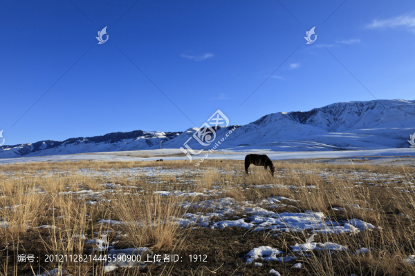 牧馬天山
