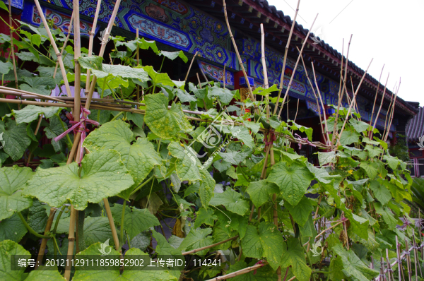 大殿與植物