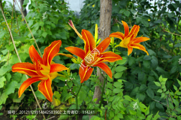 黃花菜