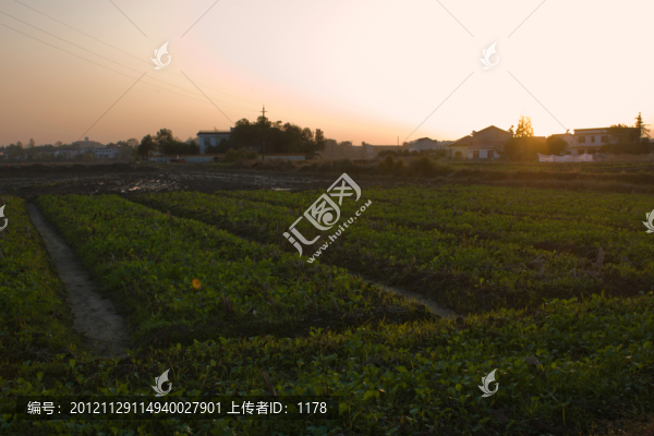 菜地
