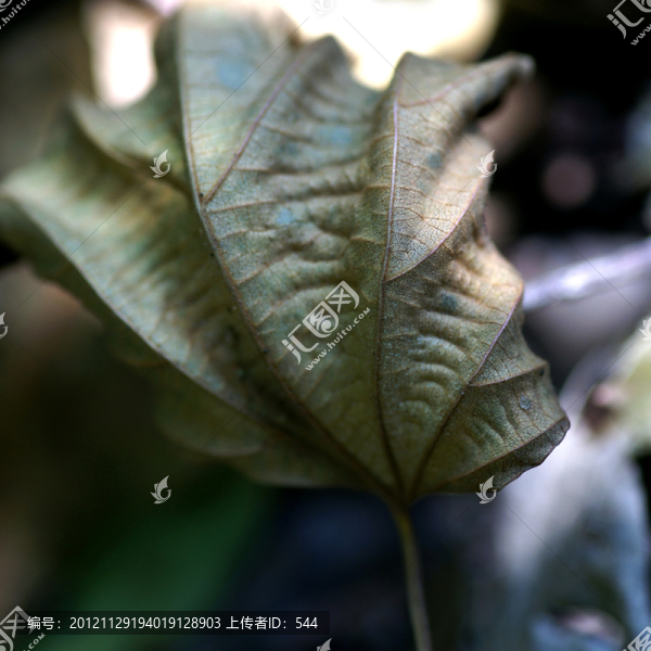 枯葉