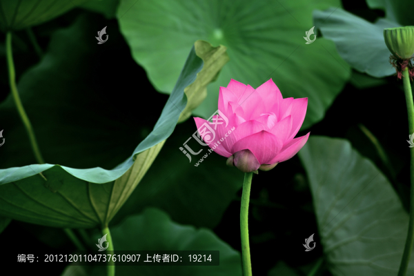 荷花