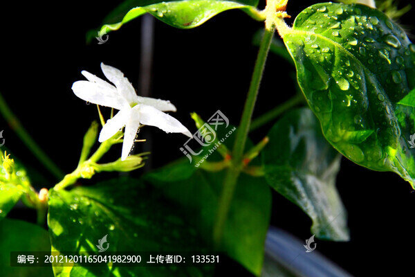 茉莉花