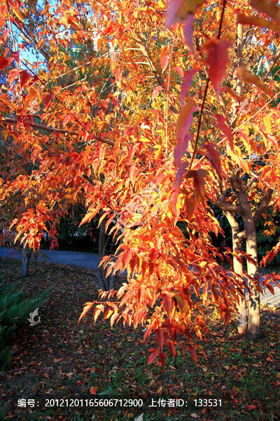 紅樹葉