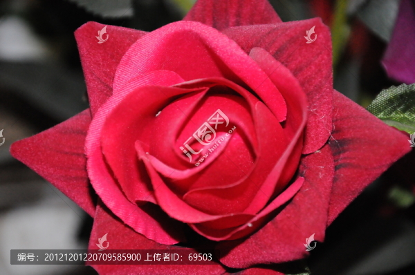 紅玫瑰