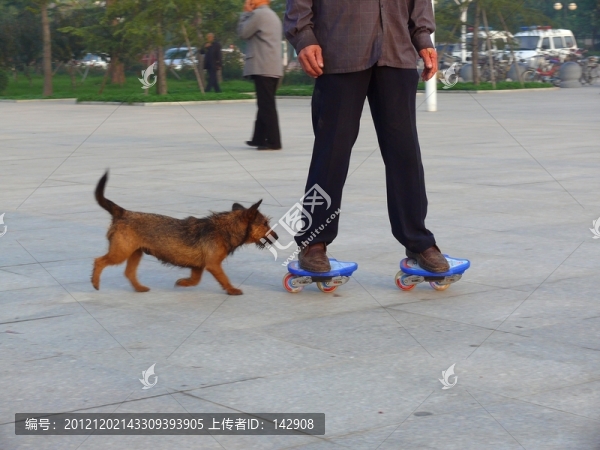 人和寵物犬