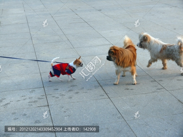 寵物犬