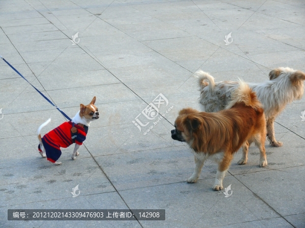 寵物犬
