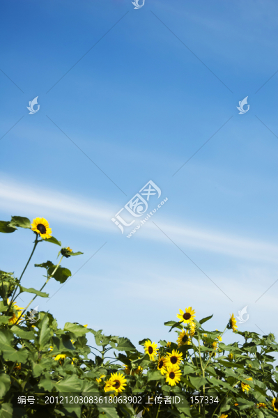 葵花朵朵