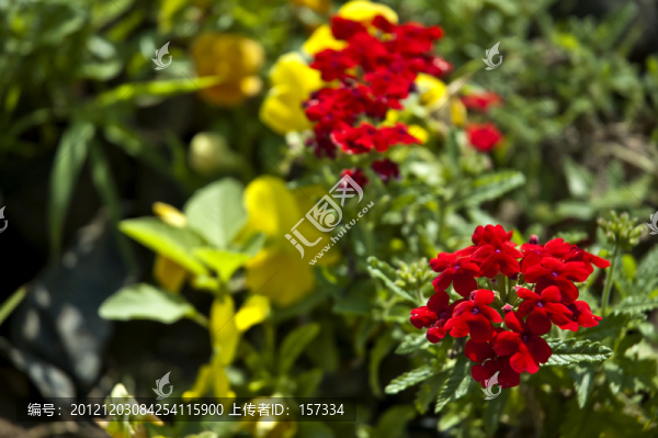 綠葉,紅花