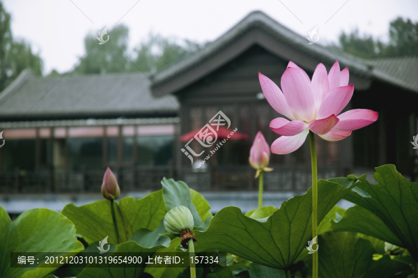 圓明園荷花圖