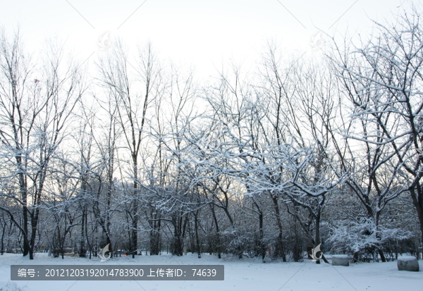 冰雪樹掛
