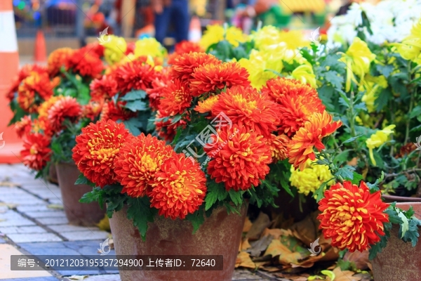 菊花
