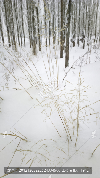 冬雪