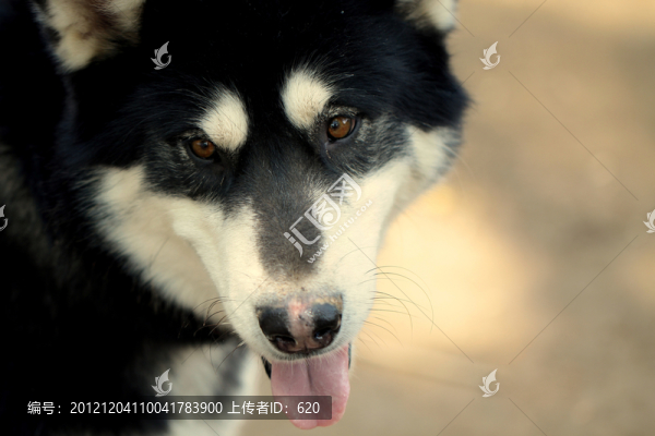狗