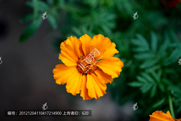 雪菊