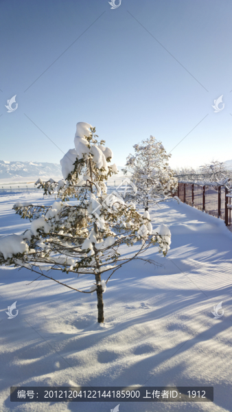 冬雪