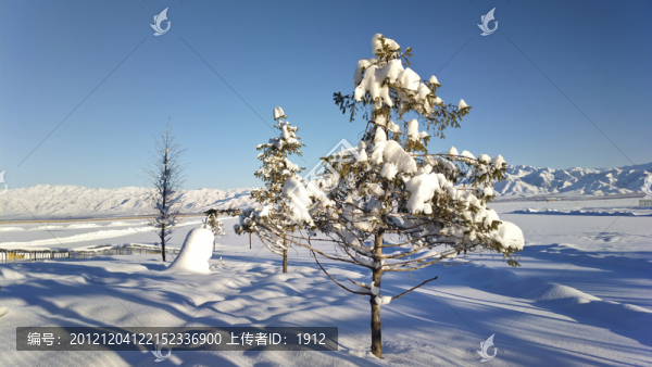 冬雪