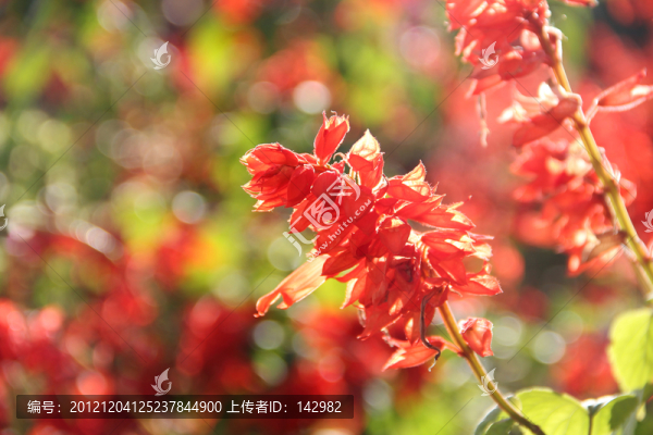 串紅
