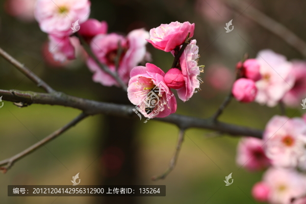 梅花
