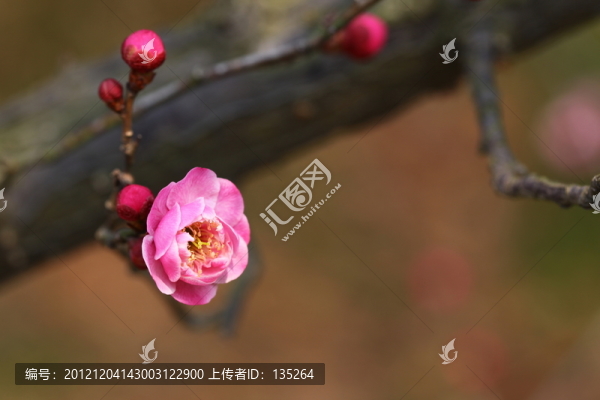梅花