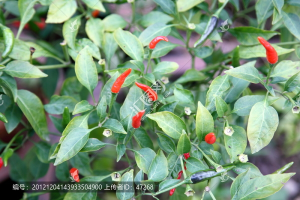 紅辣椒