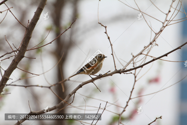 紅脅藍(lán)尾鴝（雌）