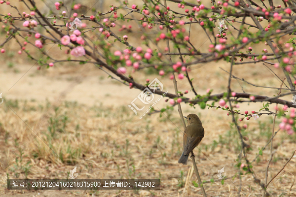 紅脅藍尾鴝,雌性